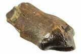 Rare, Fossil Dinosaur (Leptoceratops) Rooted Tooth - Montana #338988-1